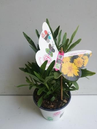 CORSN 14 Serig. "Butterfly"