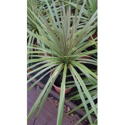 CORTO 10L Alt.80/100 E