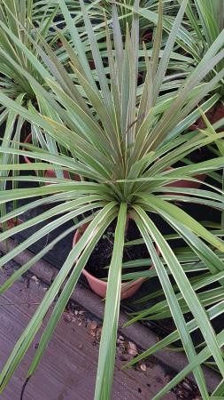 CORTO 10L Alt.80/100 E