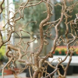 CORYL 10L Alt.80/100 E