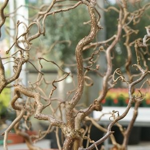 CORYL 10L Alt.80/100 E