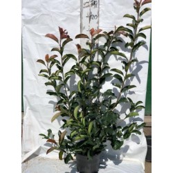 PHOVY 5L MC Alt.40/60