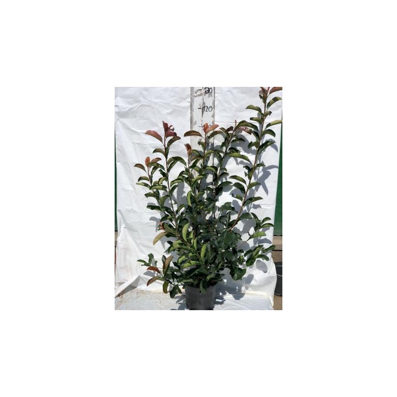 PHOVY 5L MC Alt.40/60