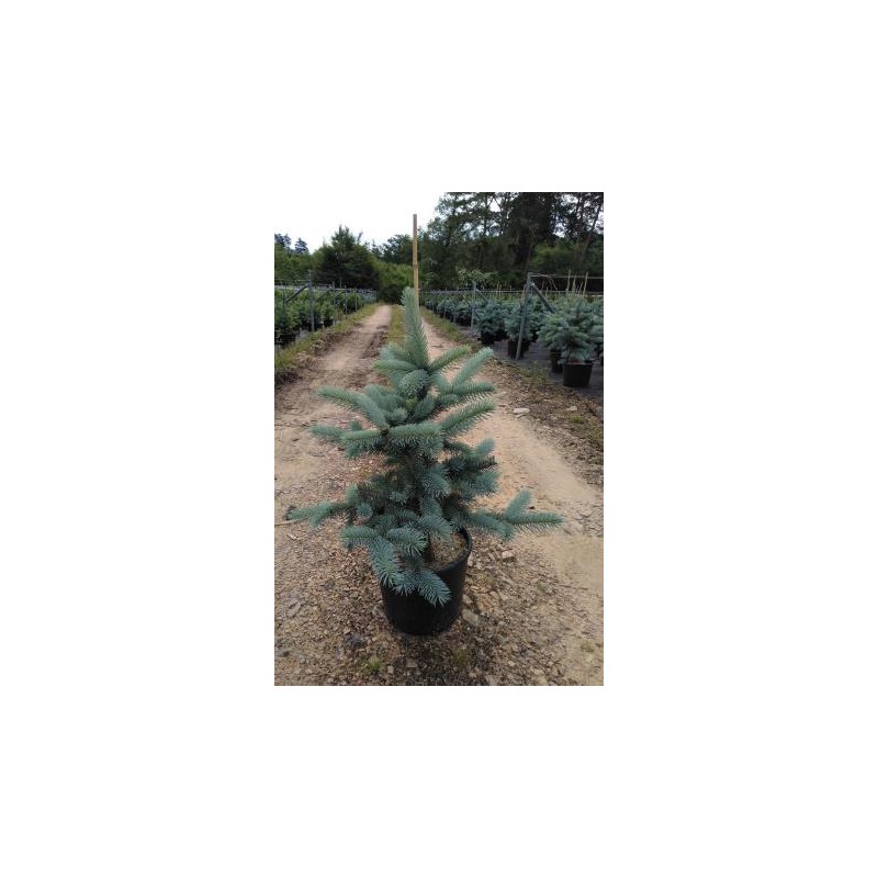 PICOL 7,5L Alt.60/80 E