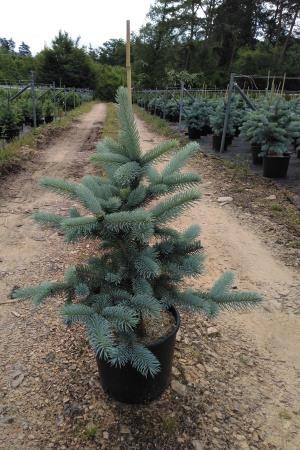 PICOL 7,5L Alt.60/80 E