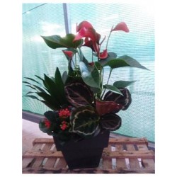 CENPR Decor.varios Prese.nº3 E