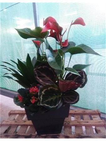 CENPR Decor.varios Prese.nº3 E