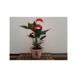 CENPR Decor.varios Prese.nº7 E