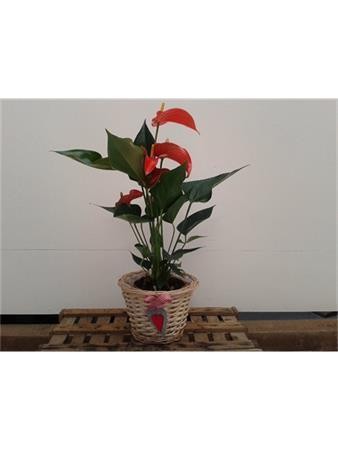 CENPR Decor.varios Prese.nº7 E