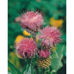 CENPU 15,5x15,5-2,5L...