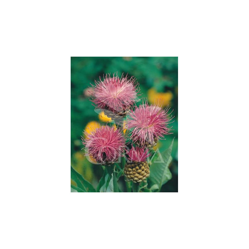 CENPU 15,5x15,5-2,5L Mediterránia