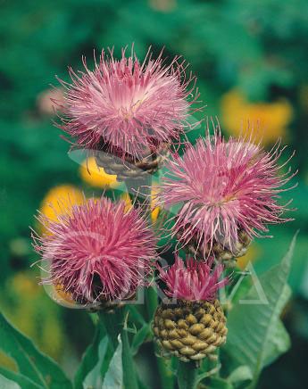 CENPU 15,5x15,5-2,5L Mediterránia