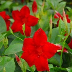 DIPSU 26 MC Colgador Tric....