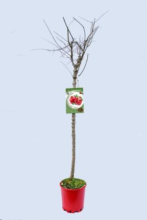 PUGMO 10L Alt.125/150 E