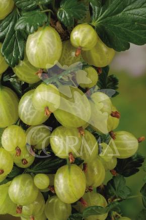 GROBA 14x14-2L 3caña/tut.40/60 E