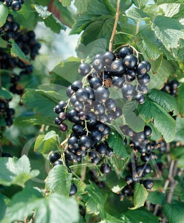 GRONE 14x14-2L 3caña/tut.40/60 E