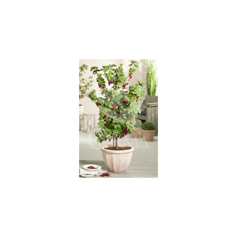 GRORO 14x14-2L 3caña/tut.40/60 E