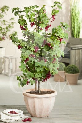 GRORO 11x11-2L 3caña/tut.40/60 E