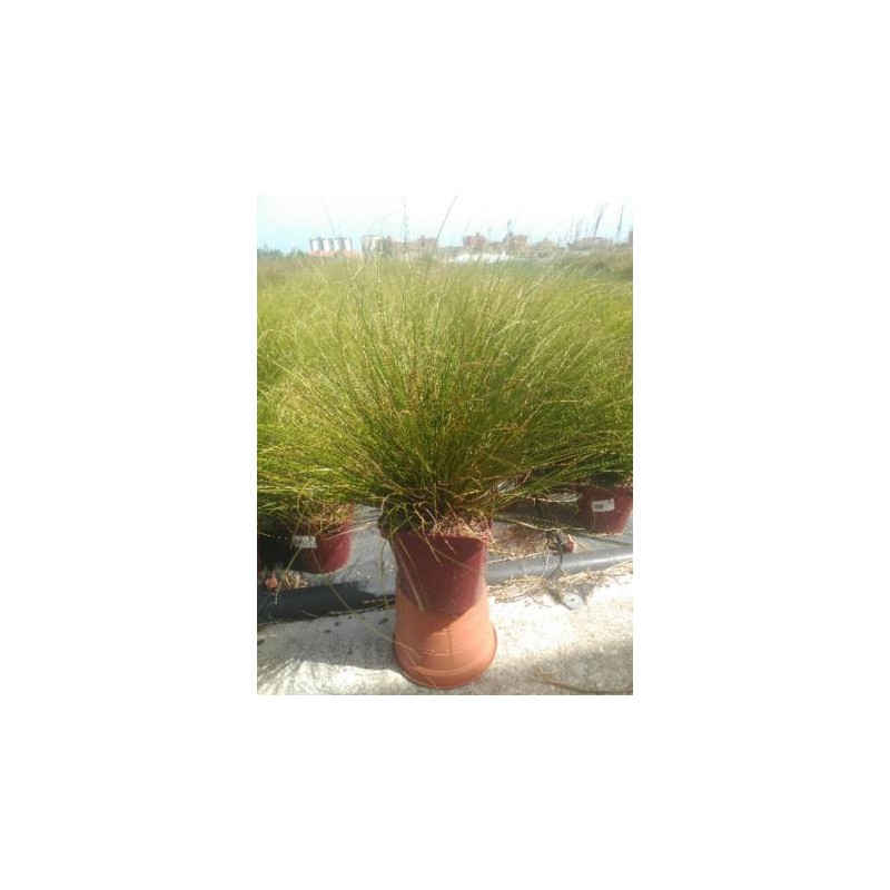 CAFKI 17,5x17,5:4L MC