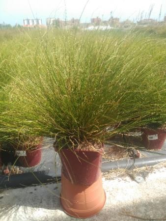 CAFKI 17,5x17,5:4L MC