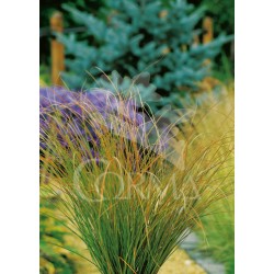 CARTE 14x14-2L MC E
