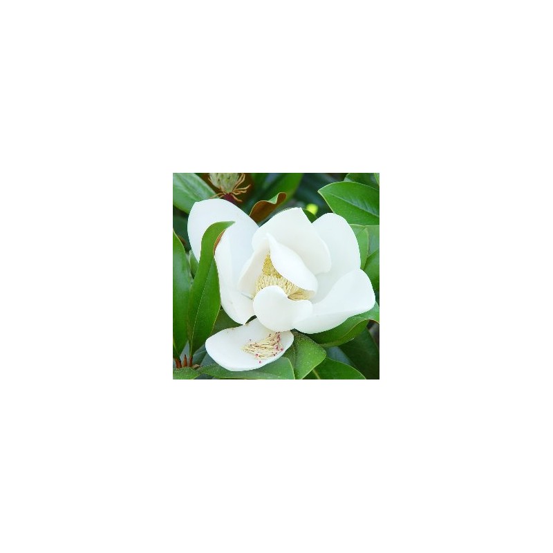 MAGNO 65L Alt.200/250 E