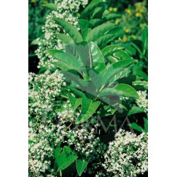 VIOLU 18L Alt.100/125 E