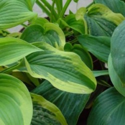 HOSTA 14x14:2L MC