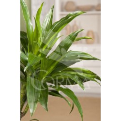 DRAJL 14 Tro.10/30 E