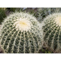 ECHGR 25 Bola 25/30 E