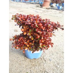 COPIN 15,5x15,5:2,5L...