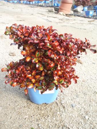 COPIN 15,5x15,5:2,5L Mediterránia