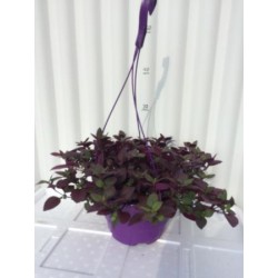 ALDLI 18 MC Colgador