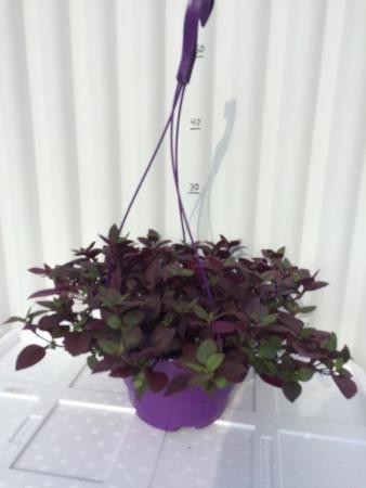 ALDLI 18 MC Colgador