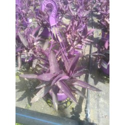 TRPPU 18 MC Colgador