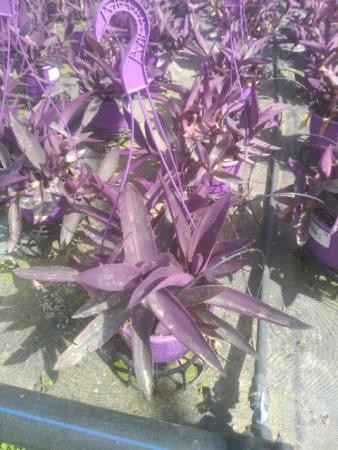 TRPPU 18 MC Colgador