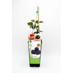 MORAS 11x11-2L...