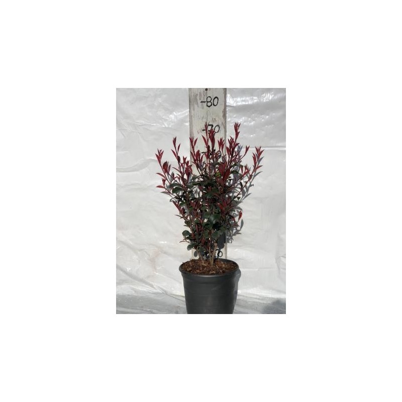 PHOCA 5L MC Alt.40/60