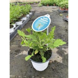 PECIT 13 Bye Mosquitos