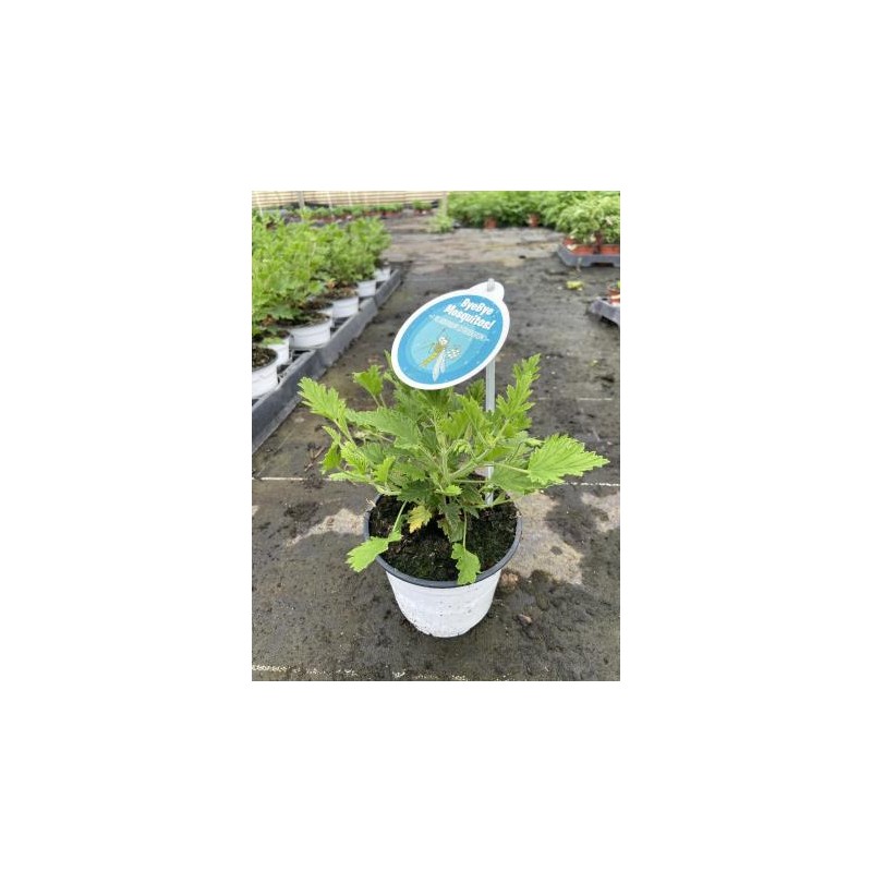 PECIT 13 Bye Mosquitos