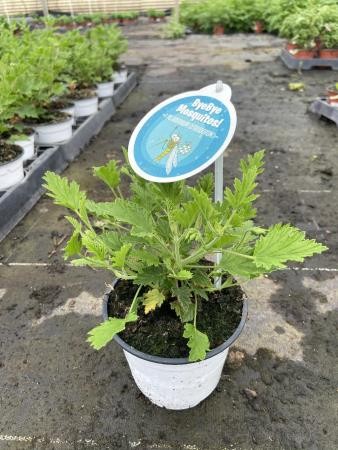 PECIT 13 Bye Mosquitos