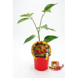 PIPIC 10,5 Picante...