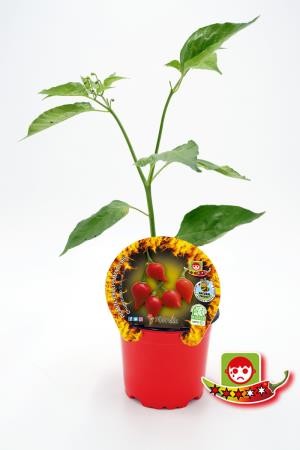 PIPIC 10,5 Picante Chupetinho E