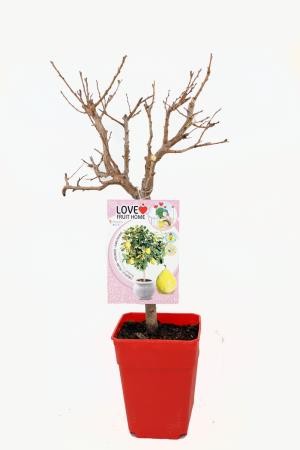 PRAGO 5L MC ENANOS E