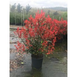 PHOCA 18L Alt.125/150 E