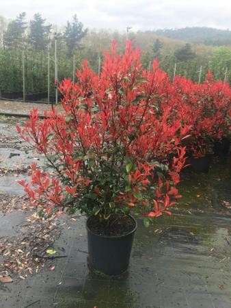 PHOCA 18L Alt.125/150 E