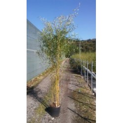 PHYSP 18L Alt.200/225 E