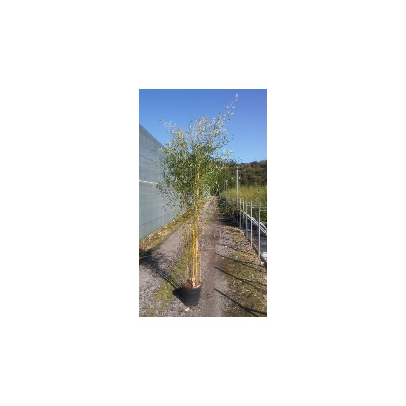 PHYSP 18L Alt.200/225 E