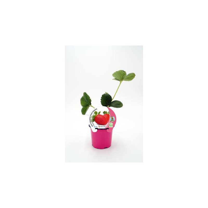 FRESO 10,5 Fresa Mariguette E