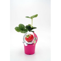 FRESO 10,5 Fresa Framberry E